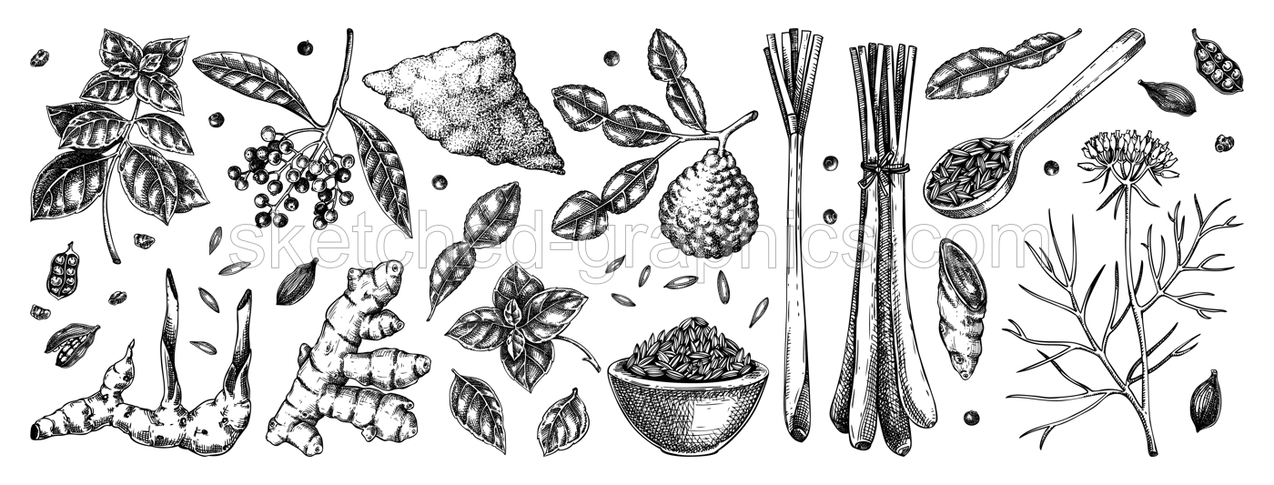 Hand drawn spices vector illustrations. Basil, galangal, cumin, cilantro, tumeric, lemongrass, lime sketches. Kitchen herbs collection. Food design elements NOT AI generated Illustration